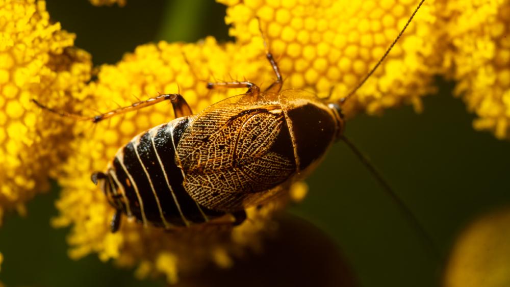 June 24, 2024 – Issue No. 311
– Issue No. 311: “Forest Cockroach“ Forest Cockroach