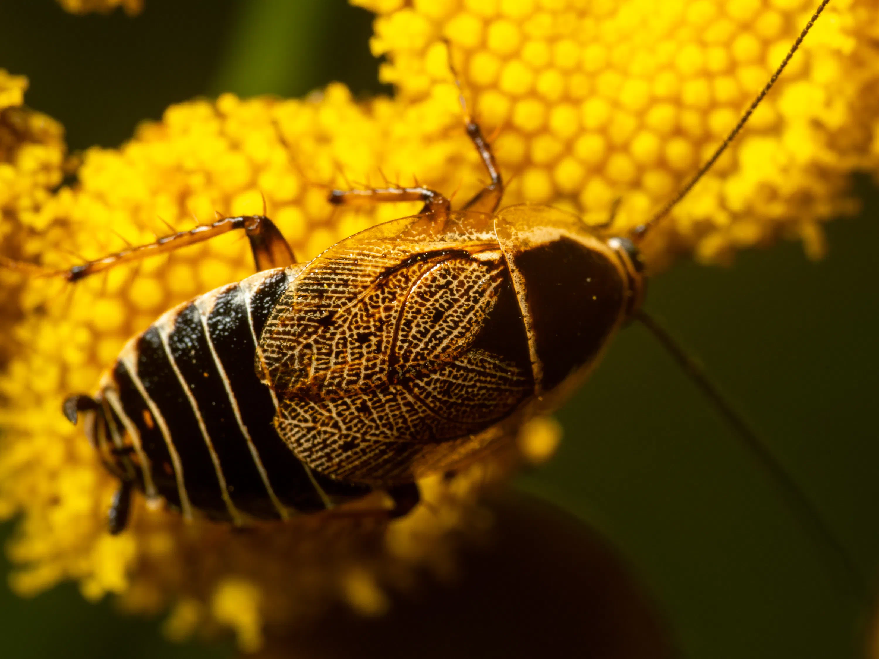 Ectobius sylvestris