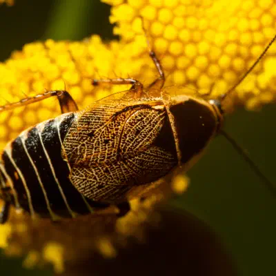 Forest Cockroach