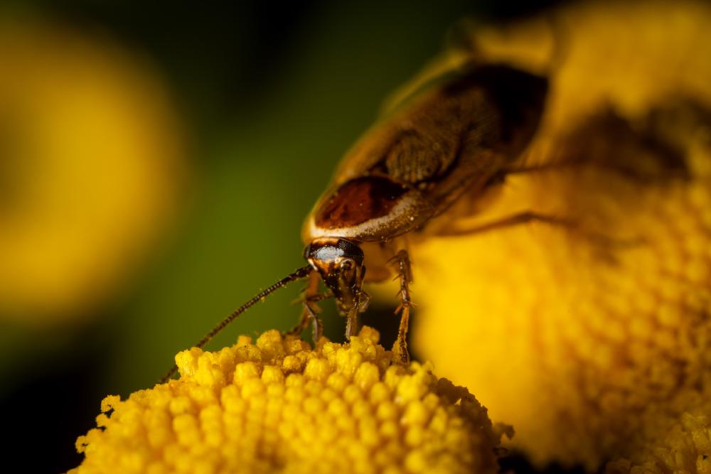 May 23, 2024 – Issue No. 279
– Issue No. 279: “Forest Cockroach“ Forest Cockroach