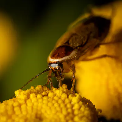 Dunkle Waldschabe
