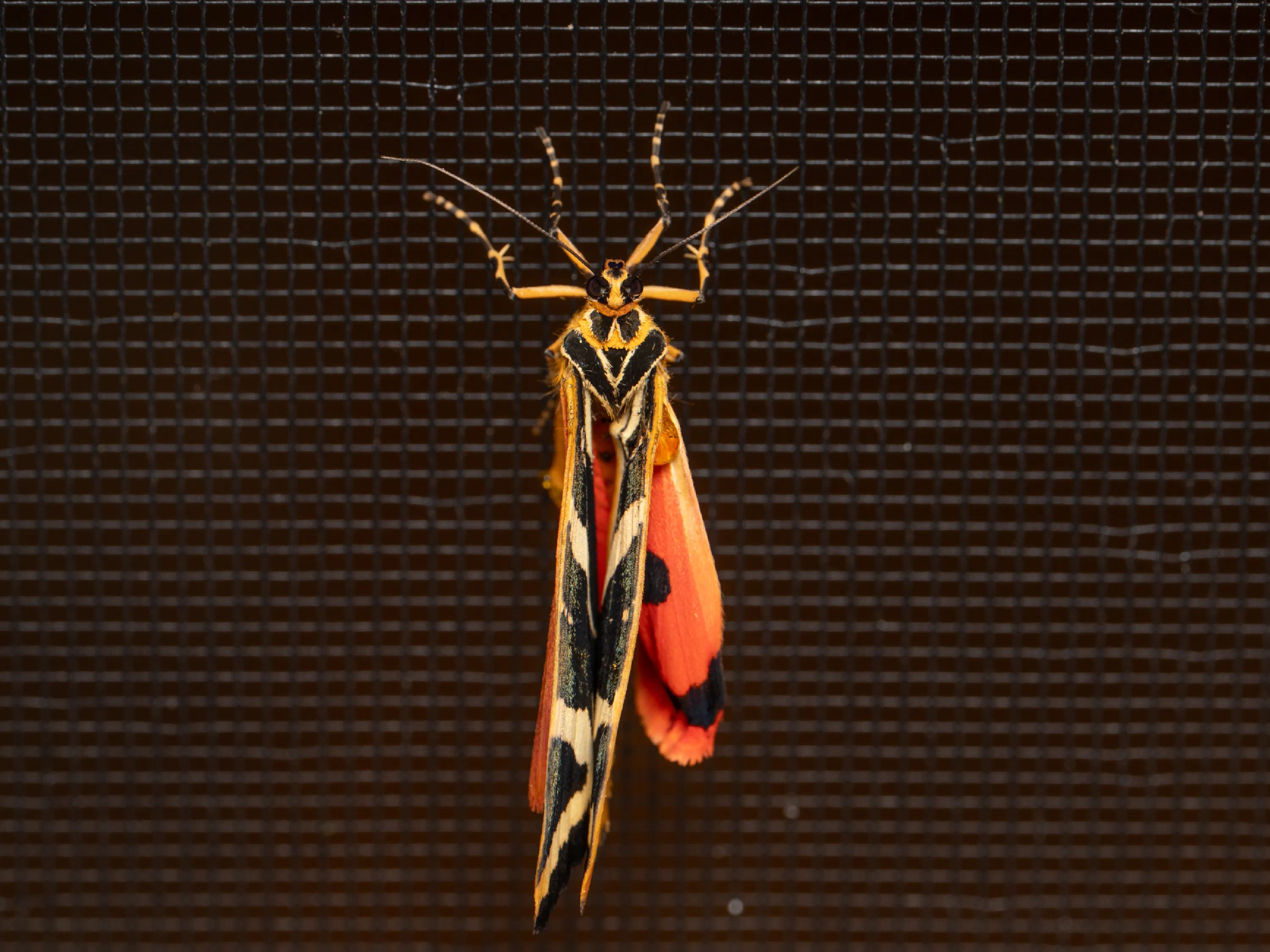 Jersey Tiger