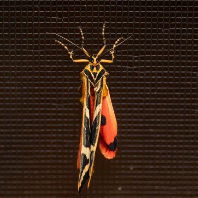 Jersey Tiger