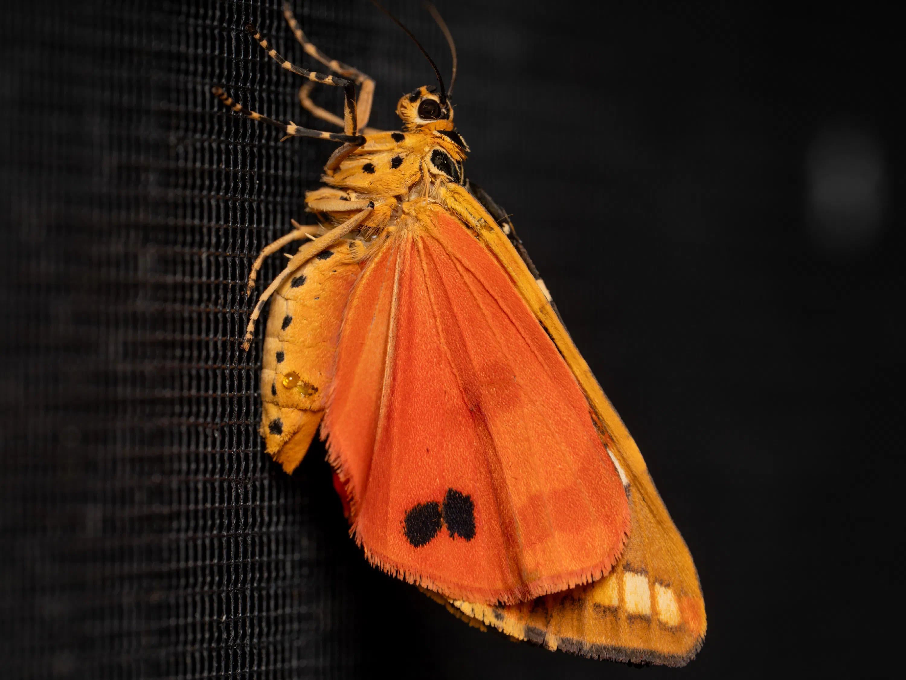 Jersey Tiger