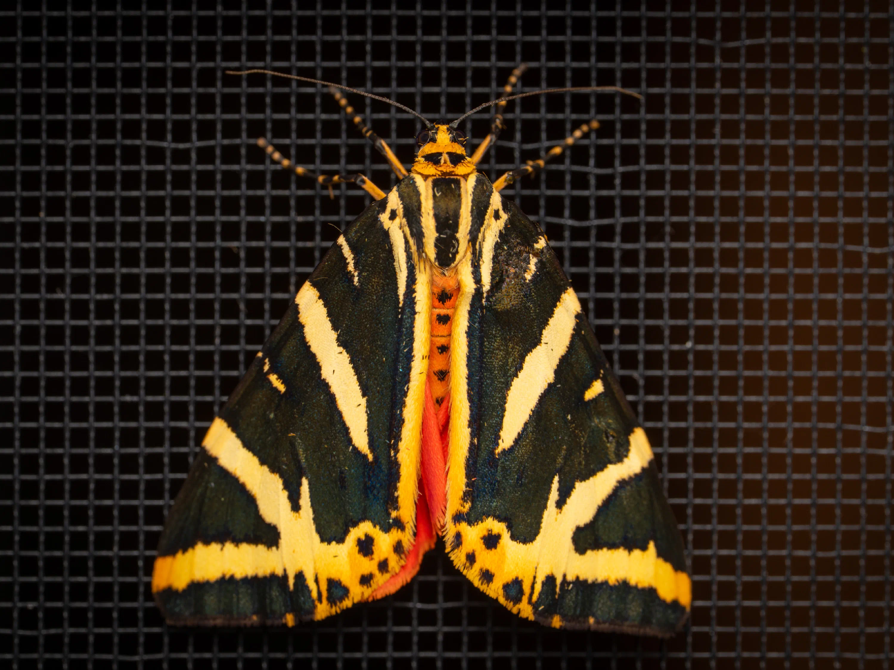 Jersey Tiger