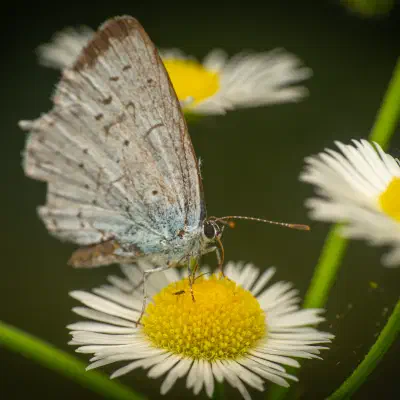 Holly Blue