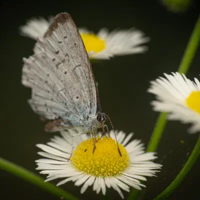 Holly Blue
