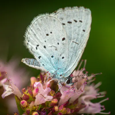 Gossamer-winged Butterflies