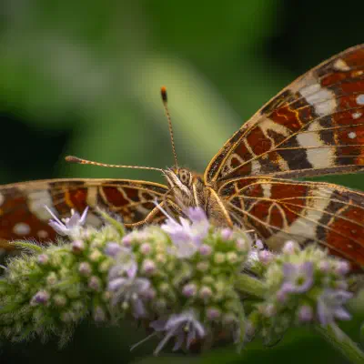 Edelfalter