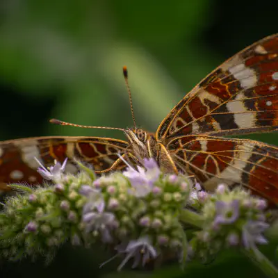 Brush-footed Butterflies