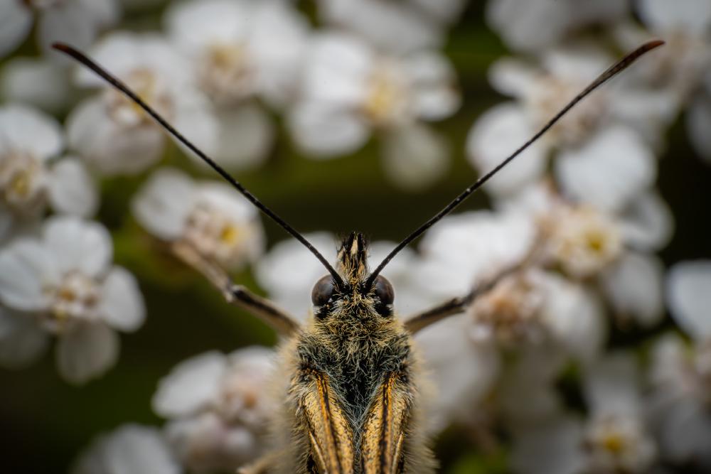 September 1, 2023 – Issue No. 14
– Issue No. 14: “Marbled White“ Marbled White