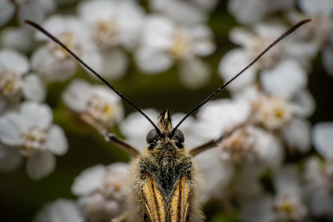 Marbled White – No. 1