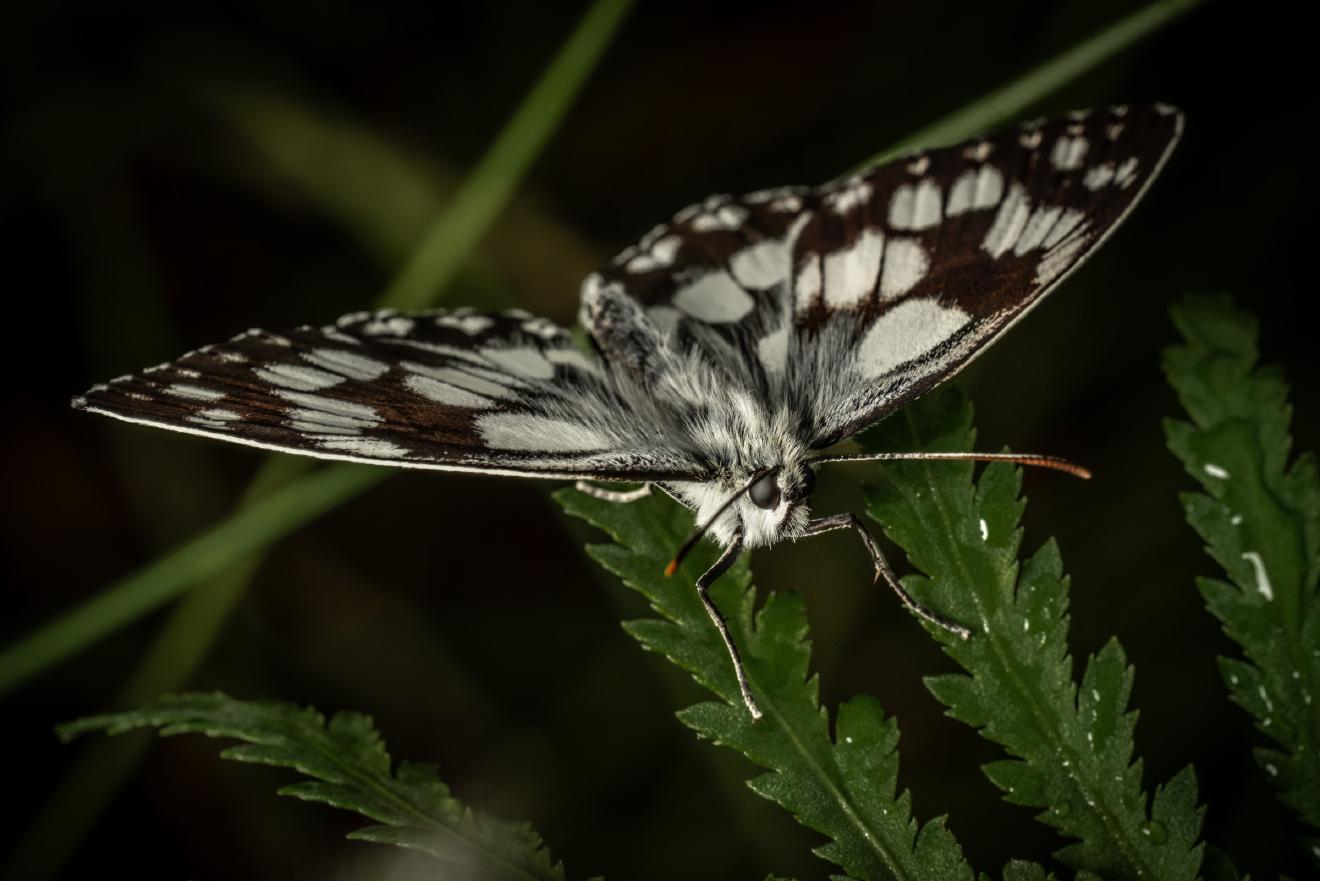 Marbled White – No. 2