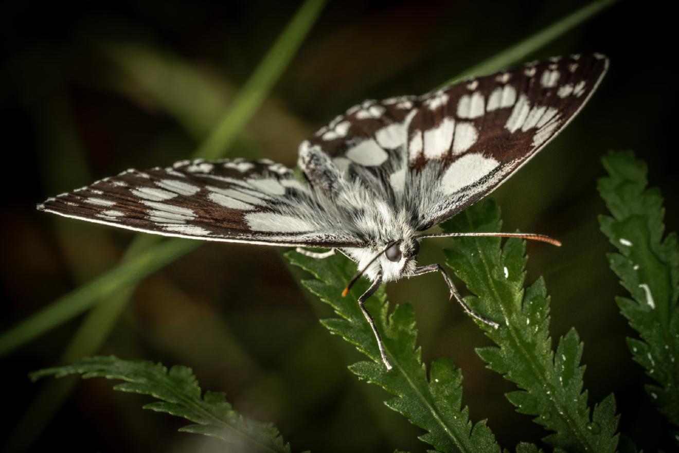 Marbled White – No. 2