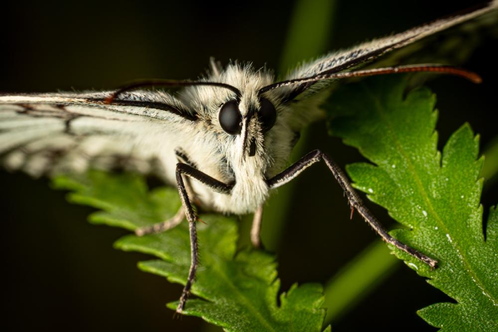 March 31, 2024 – Issue No. 226
– Issue No. 226: “Marbled White“ Marbled White