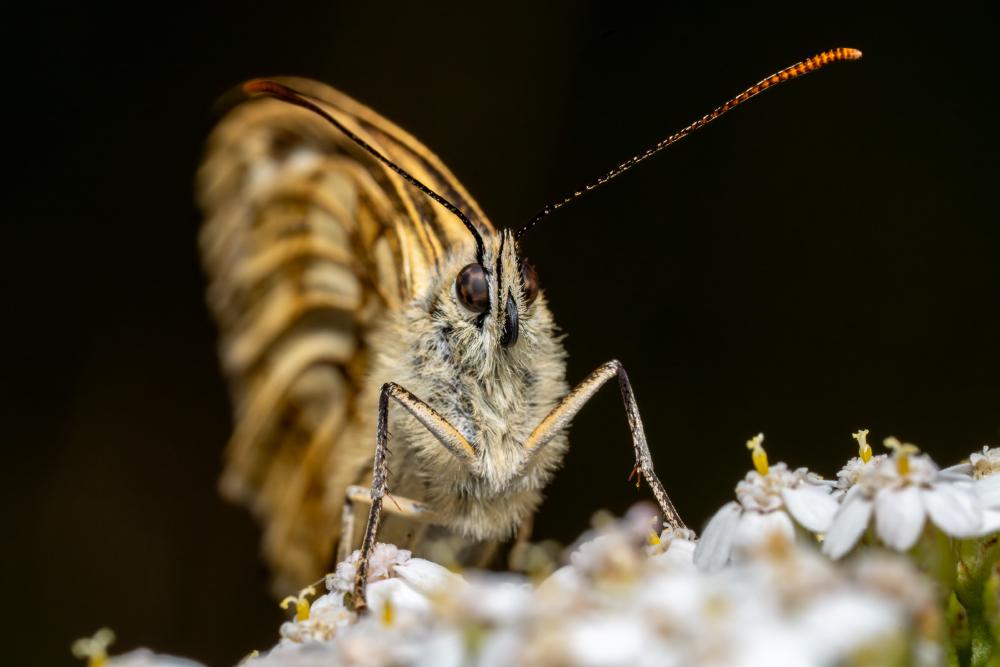 Marbled White