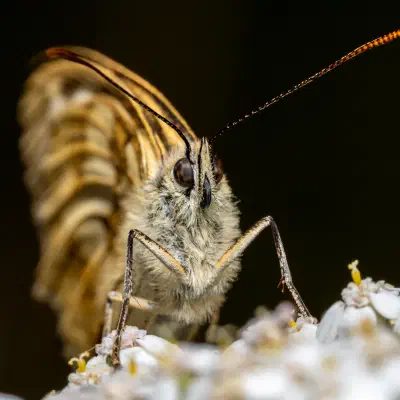 Marbled White