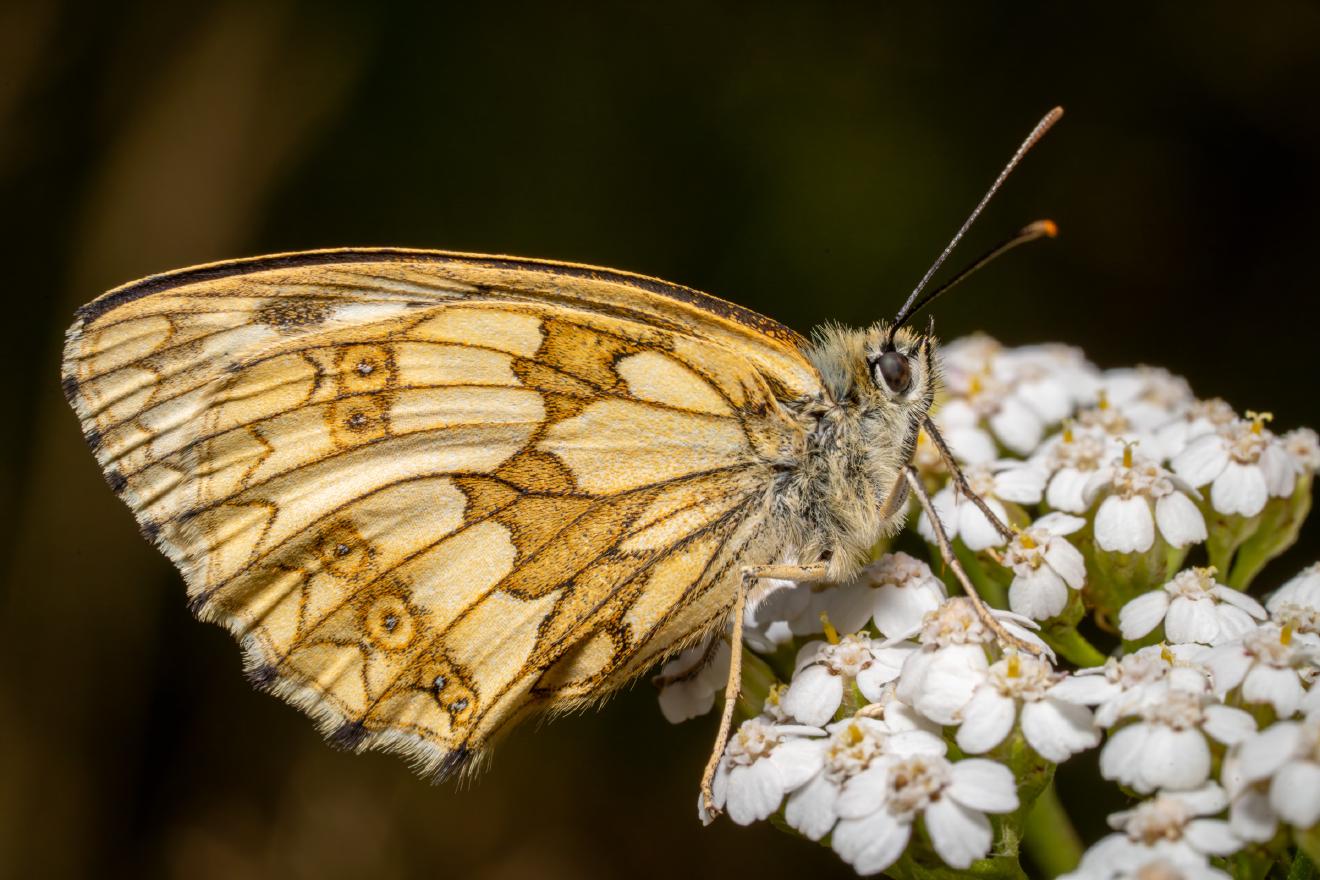 Marbled White – No. 5