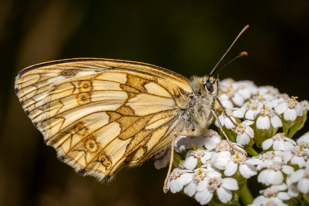 December 14, 2024 – Issue No. 484
– Issue No. 484: “Marbled White“ Marbled White