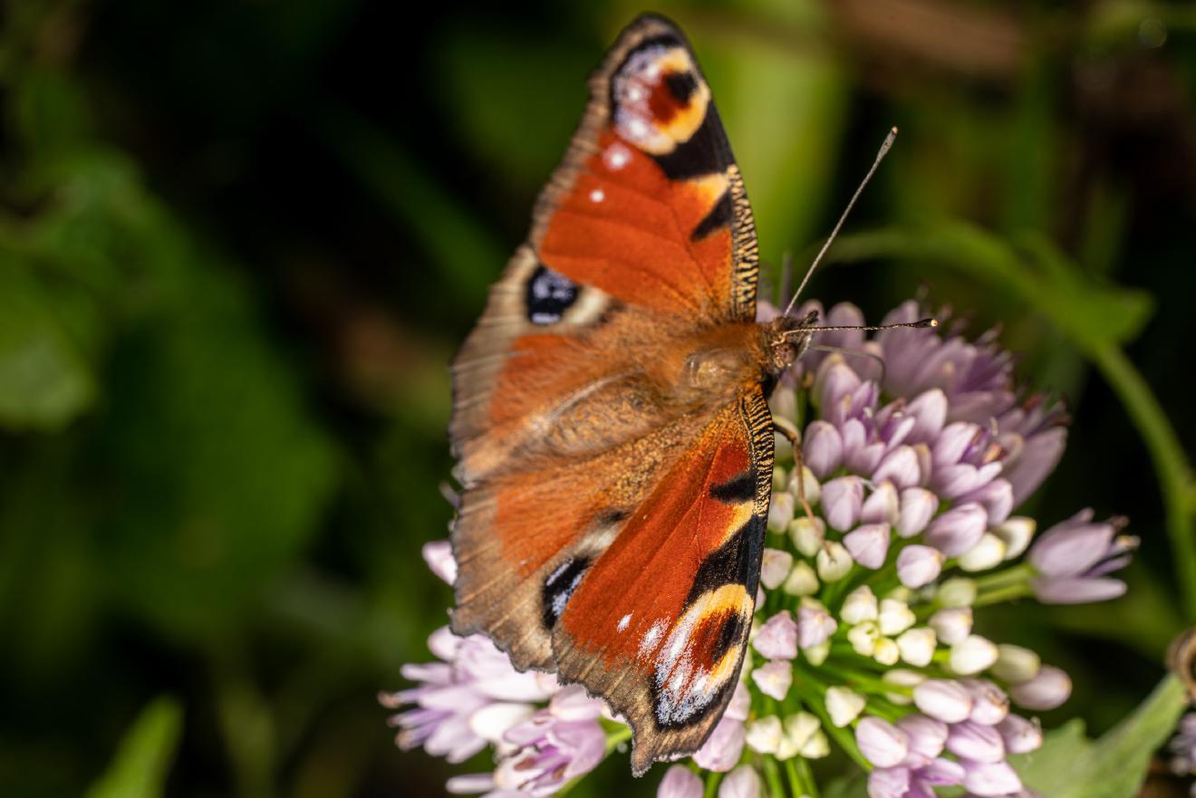 European Peacock Butterfly – No. 1