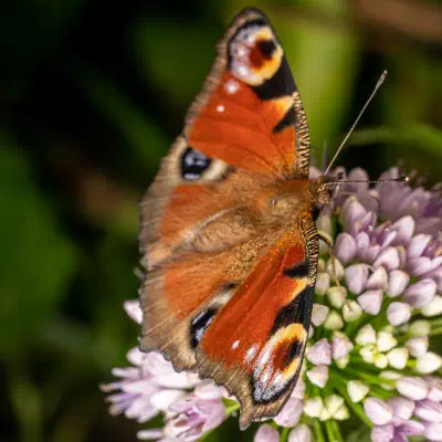 European Peacock Butterfly