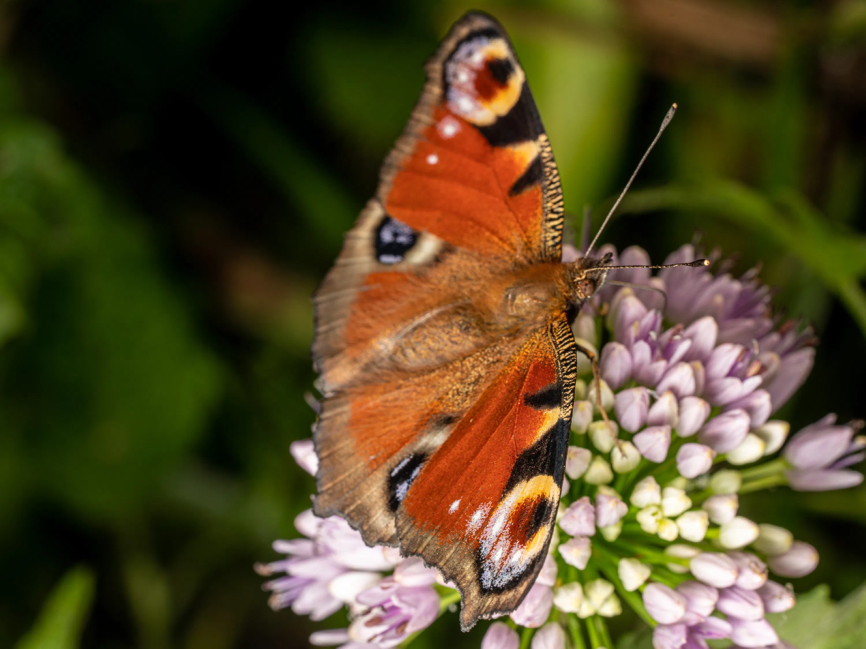 Mariposa pavorreal