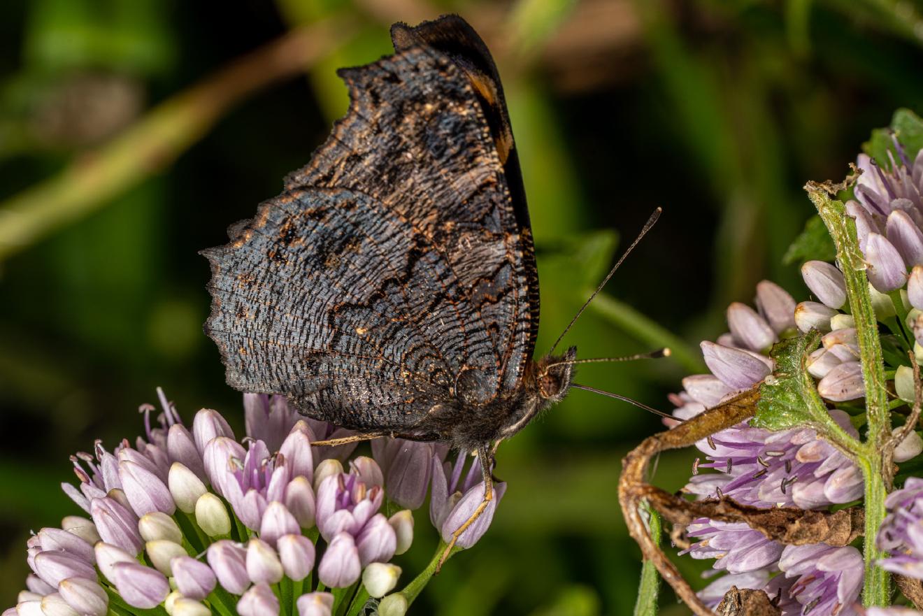 European Peacock Butterfly – No. 2