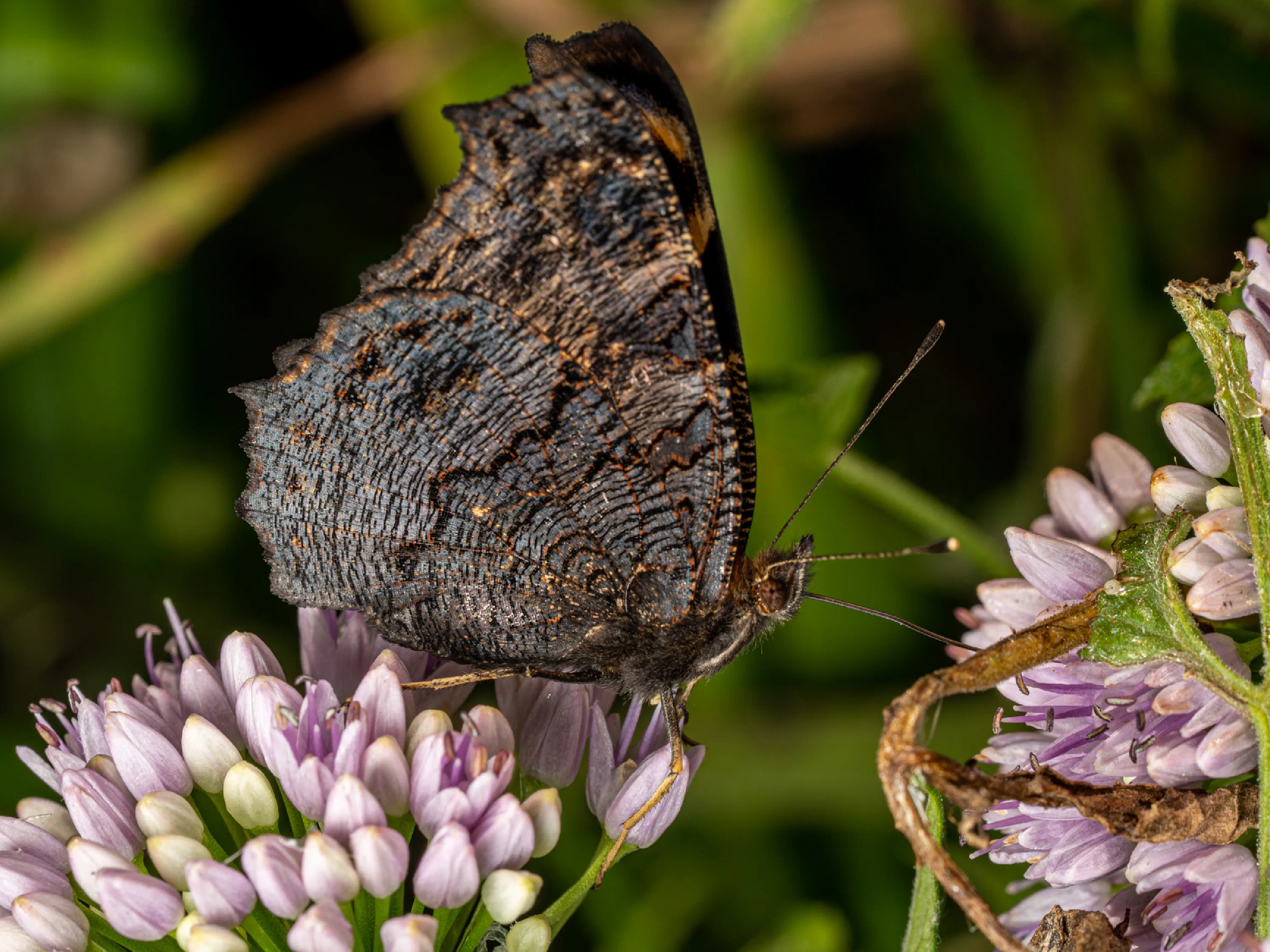 Mariposa pavorreal