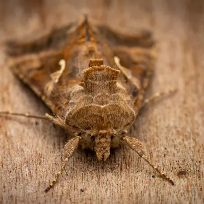 Cutworm Moths and Allies