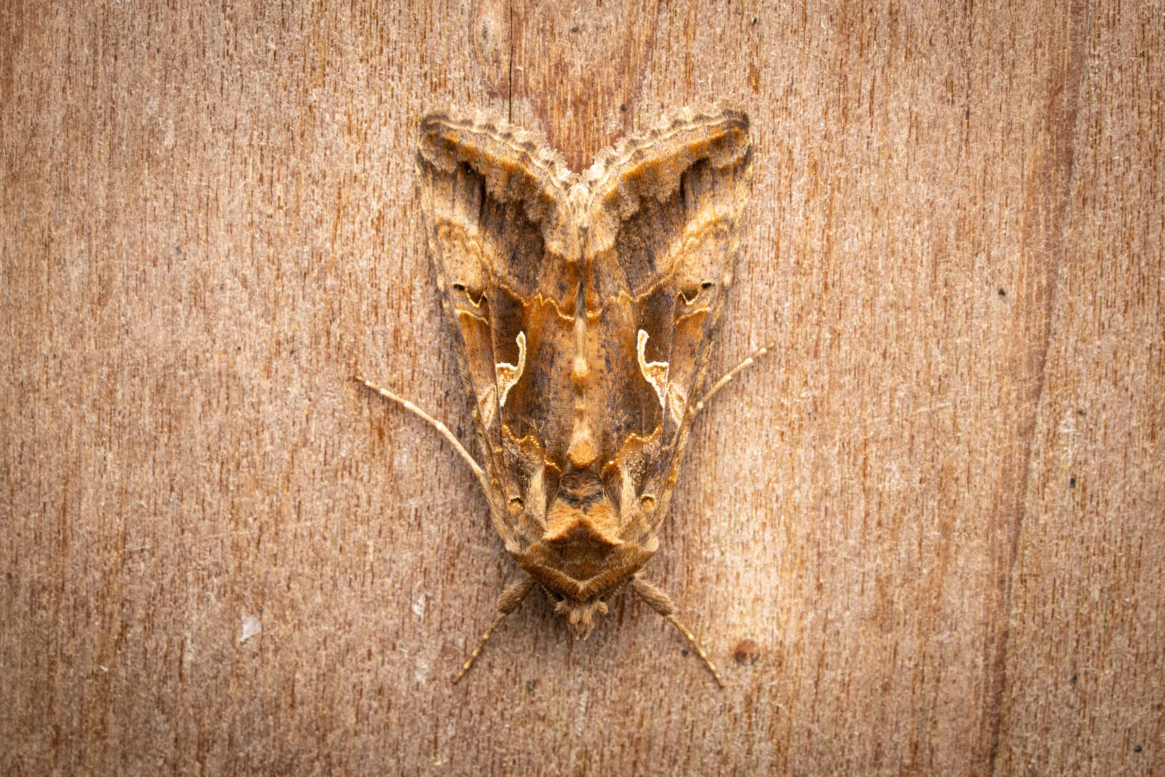Plusia Gamma