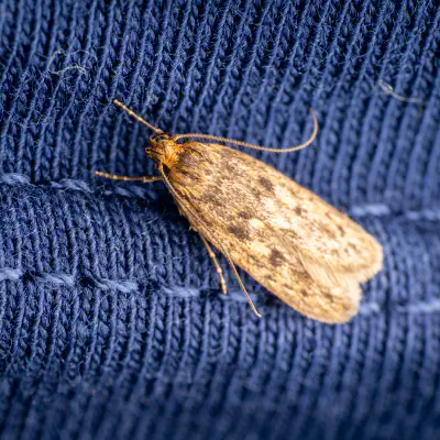 Concealer Moths