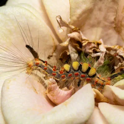 Mariposas y polillas