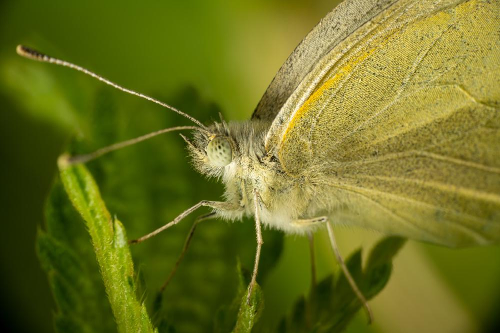 March 21, 2024 – Issue No. 216
– Issue No. 216: “Large White“ Large White
