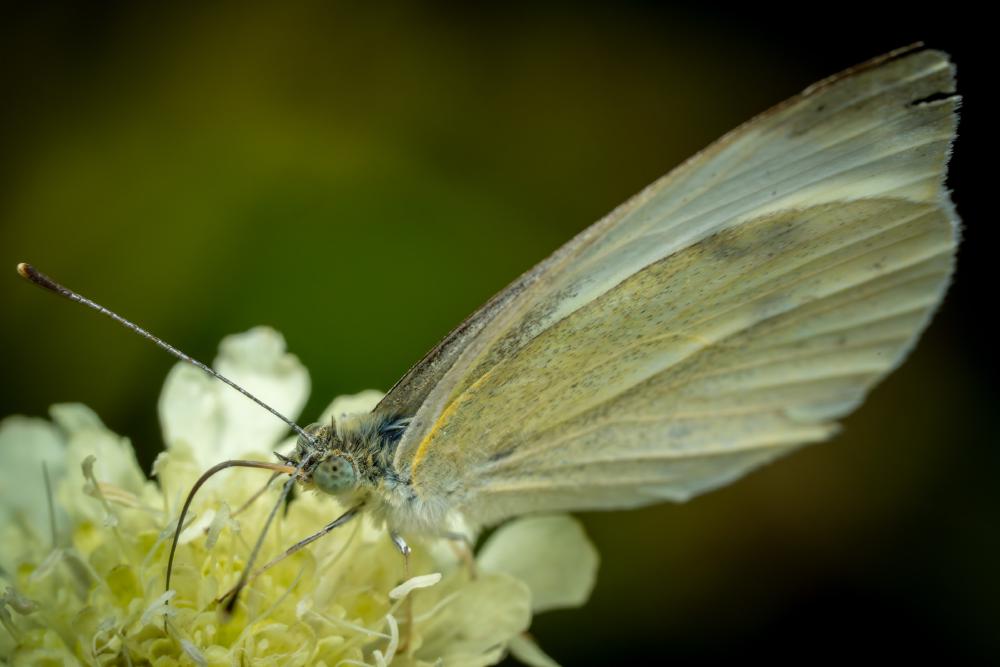 March 24, 2024 – Issue No. 219
– Issue No. 219: “Large White“ Large White