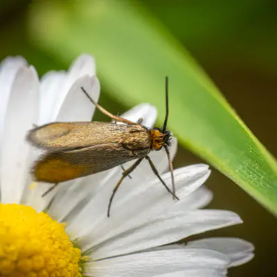 Fairy Moths