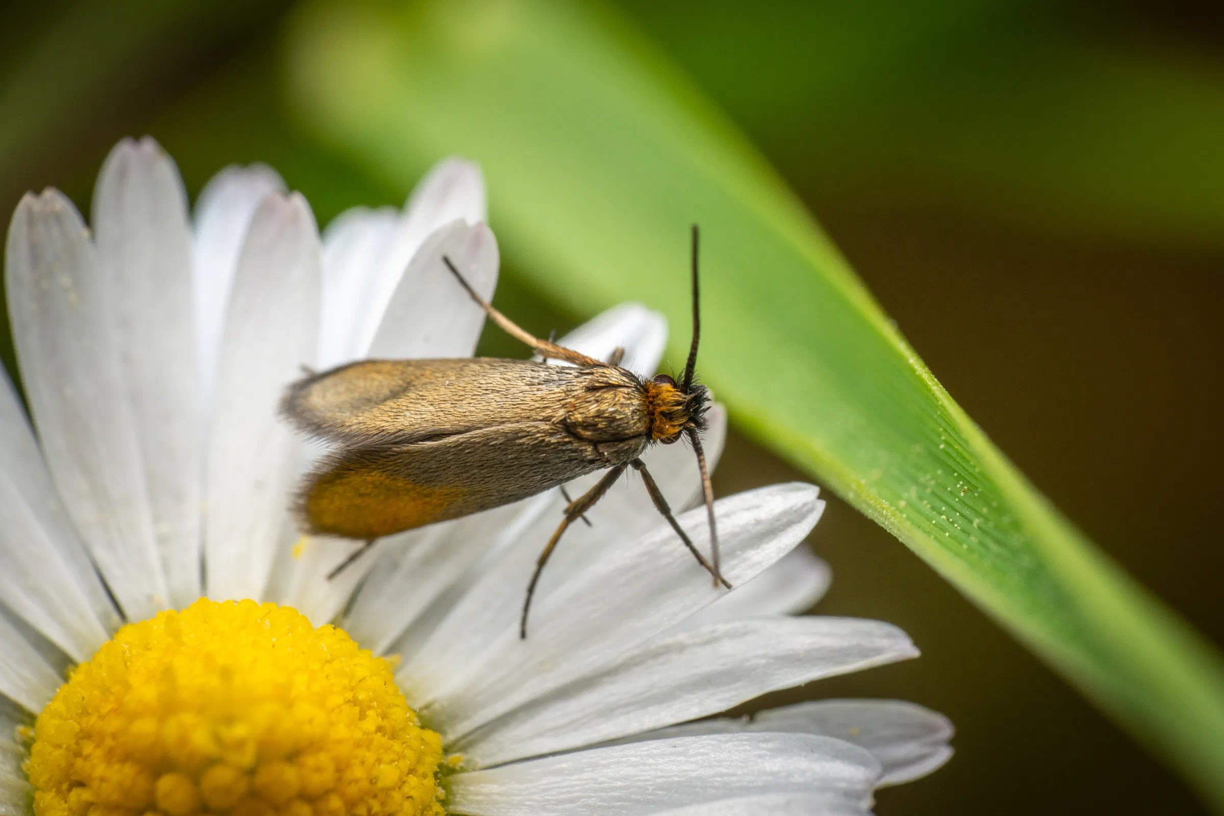 Fairy Moths
