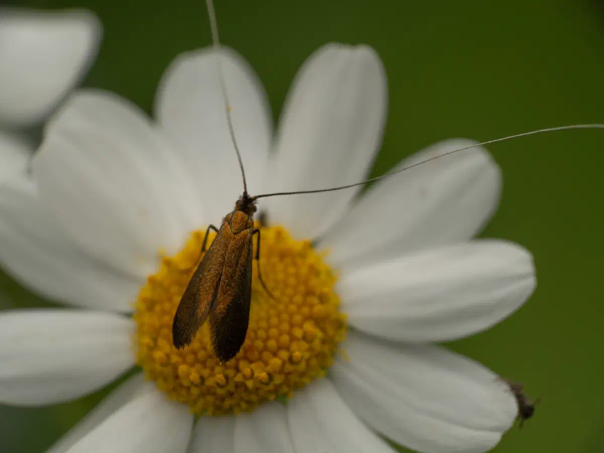 Johanniskraut-Langhornmotte