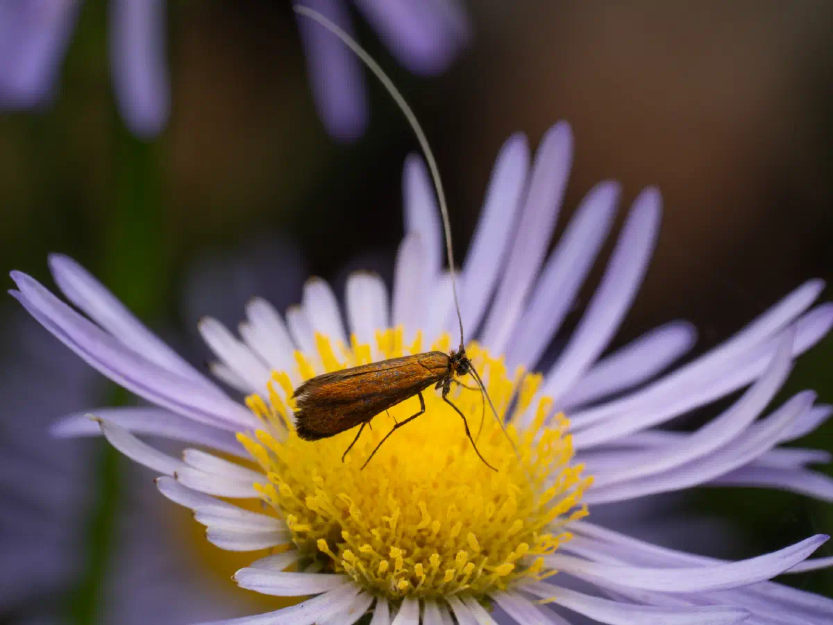 Johanniskraut-Langhornmotte