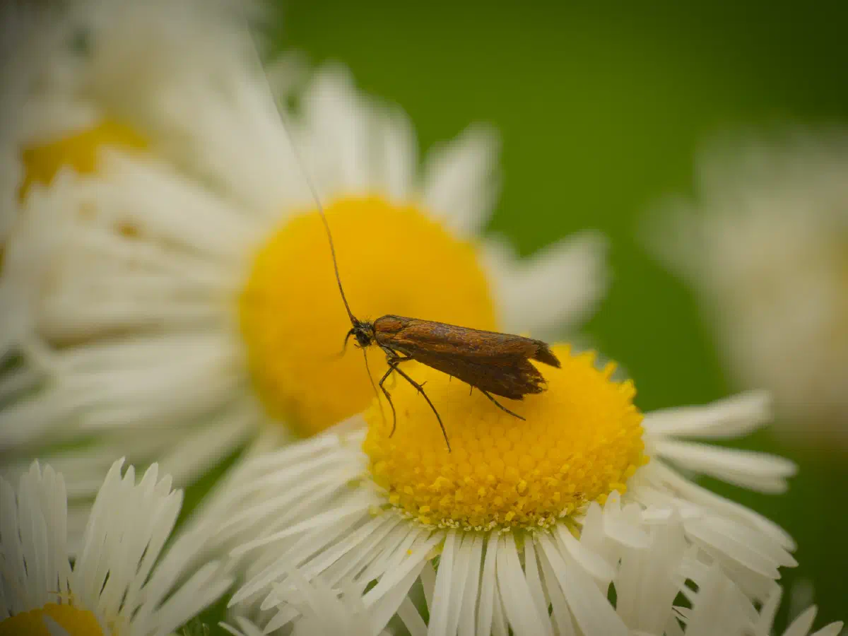 Johanniskraut-Langhornmotte