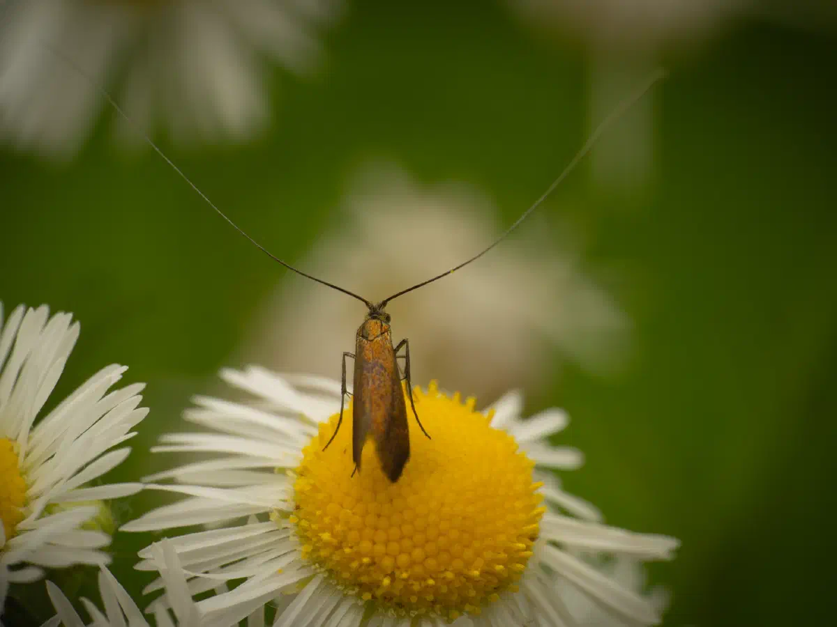 Johanniskraut-Langhornmotte