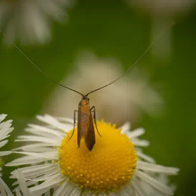 Johanniskraut-Langhornmotte