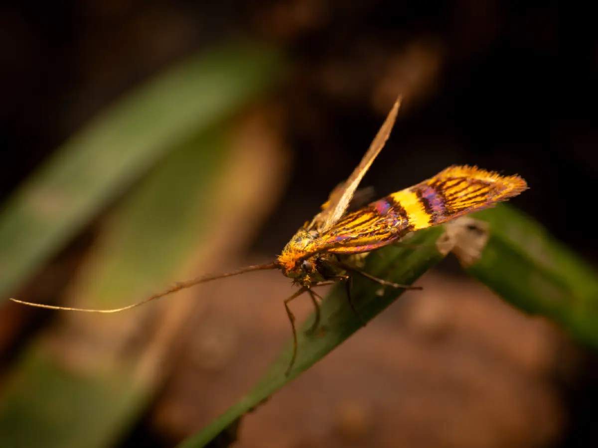 Liguster-Langhornfalter