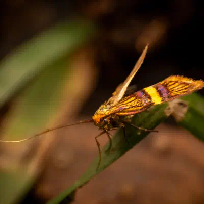 Adela croesella