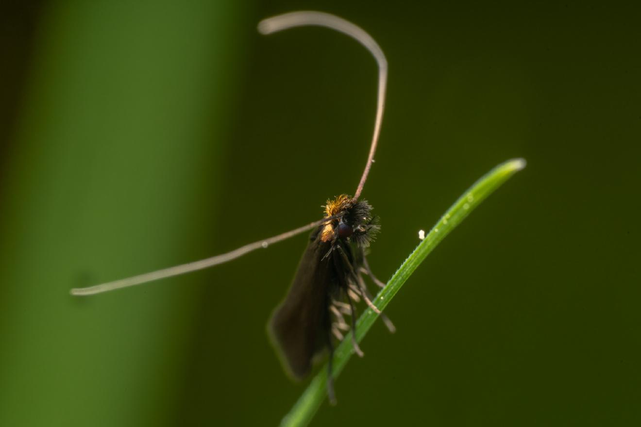 Meadow Longhorn – No. 1