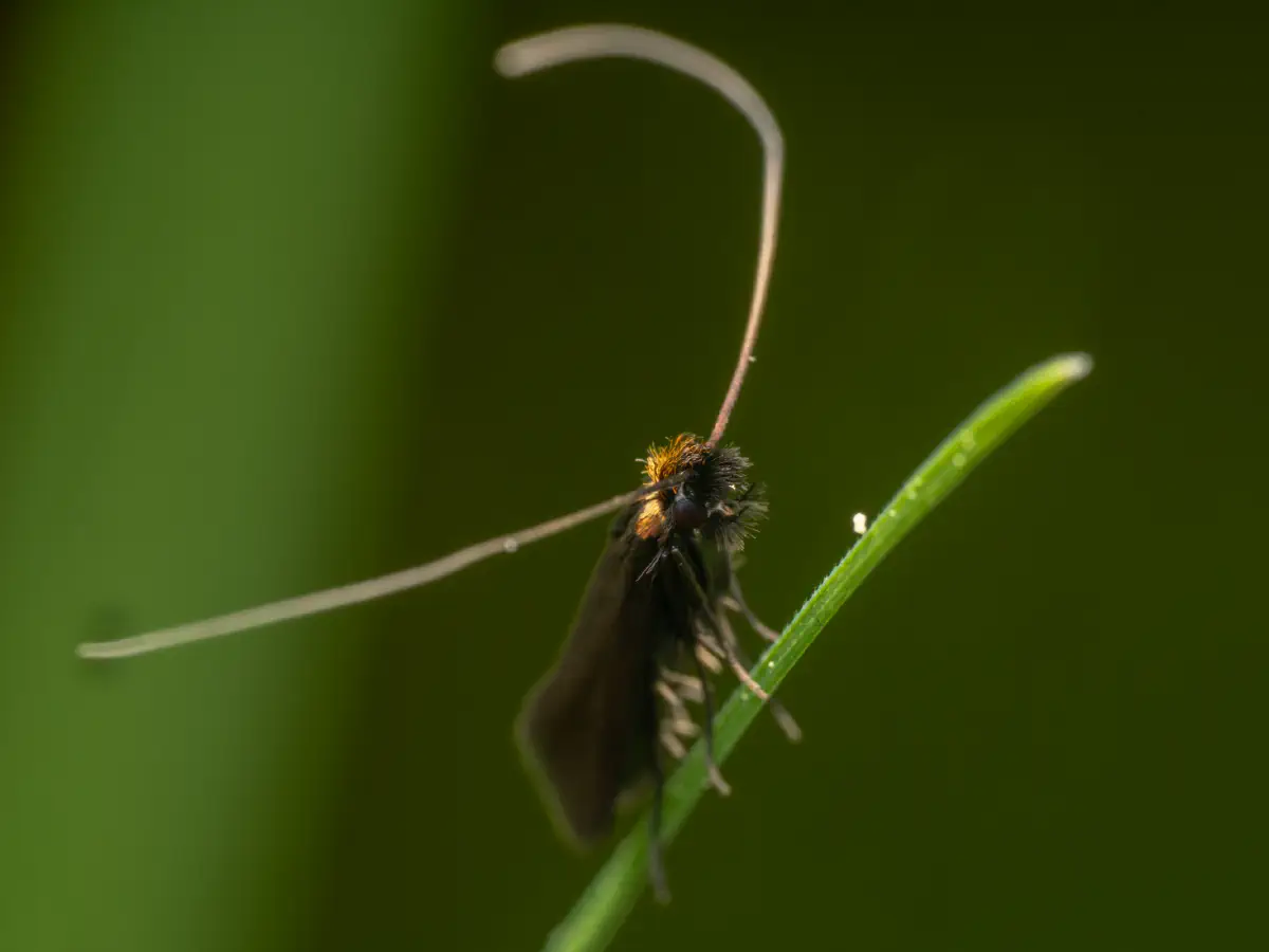 Cauchas rufimitrella