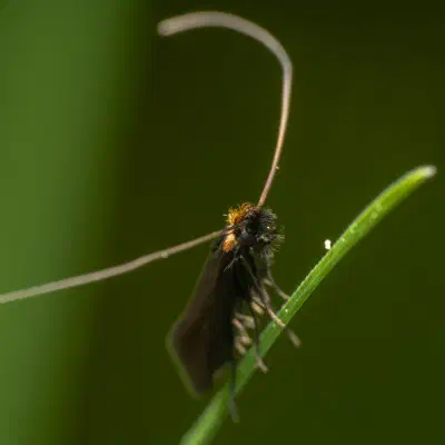 Cauchas rufimitrella