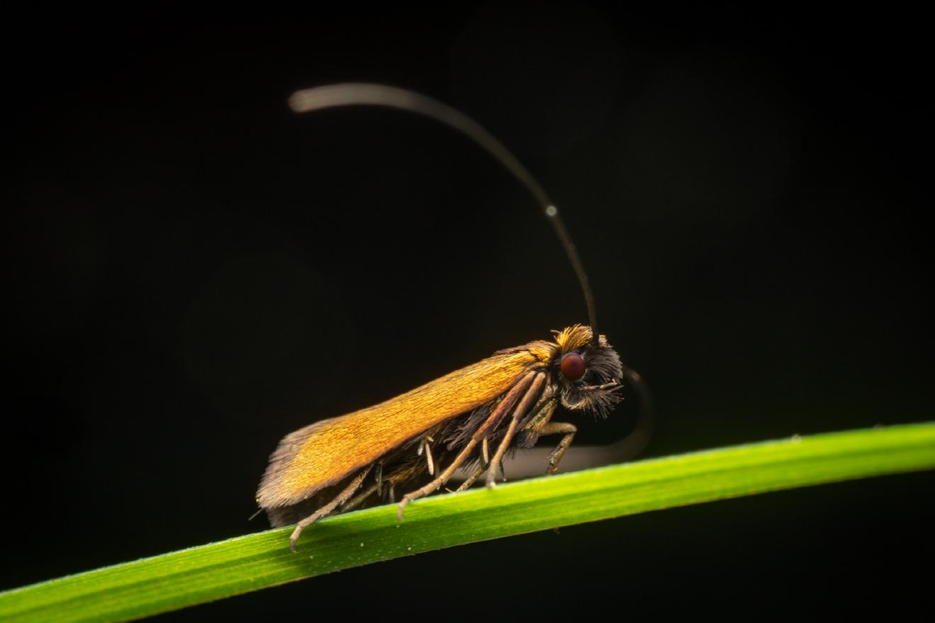 Meadow Longhorn – No. 2