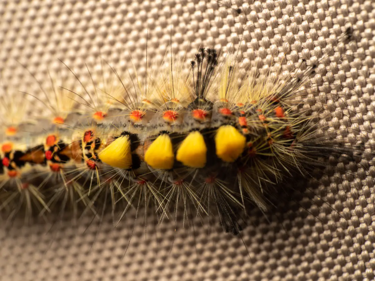 Schlehen-Bürstenspinner