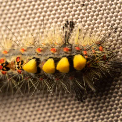 Rusty Tussock Moth