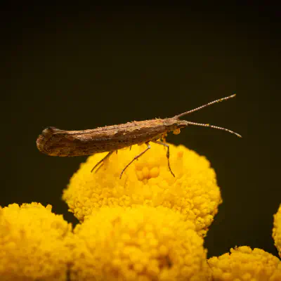 Plutellidae